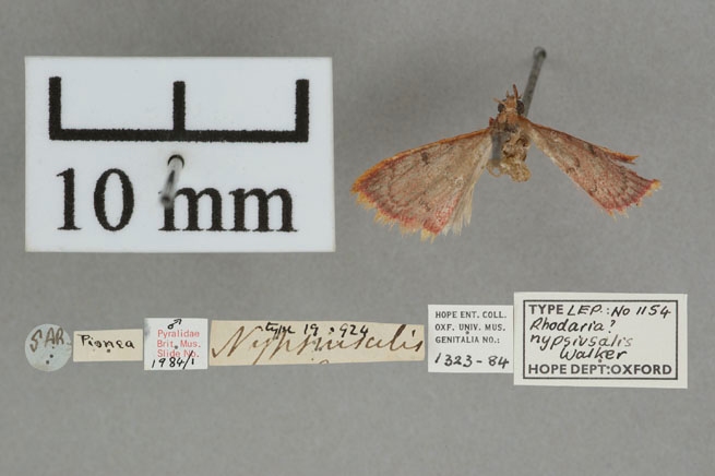 Irigilla nypsiusalis Walker